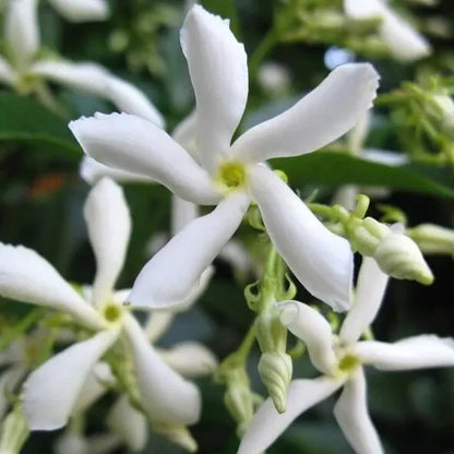 Live Plant Jasminum Nitidum FRAGRANT Jasmine Star