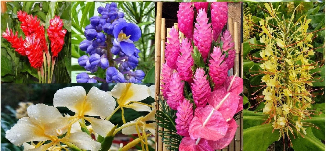 Hawaiian Tropical Ginger Plant Roots 5 Pack - Red, Blue, White, Yellow, Pink - Alpinia purpurata, Hedychium, Dichorisandra