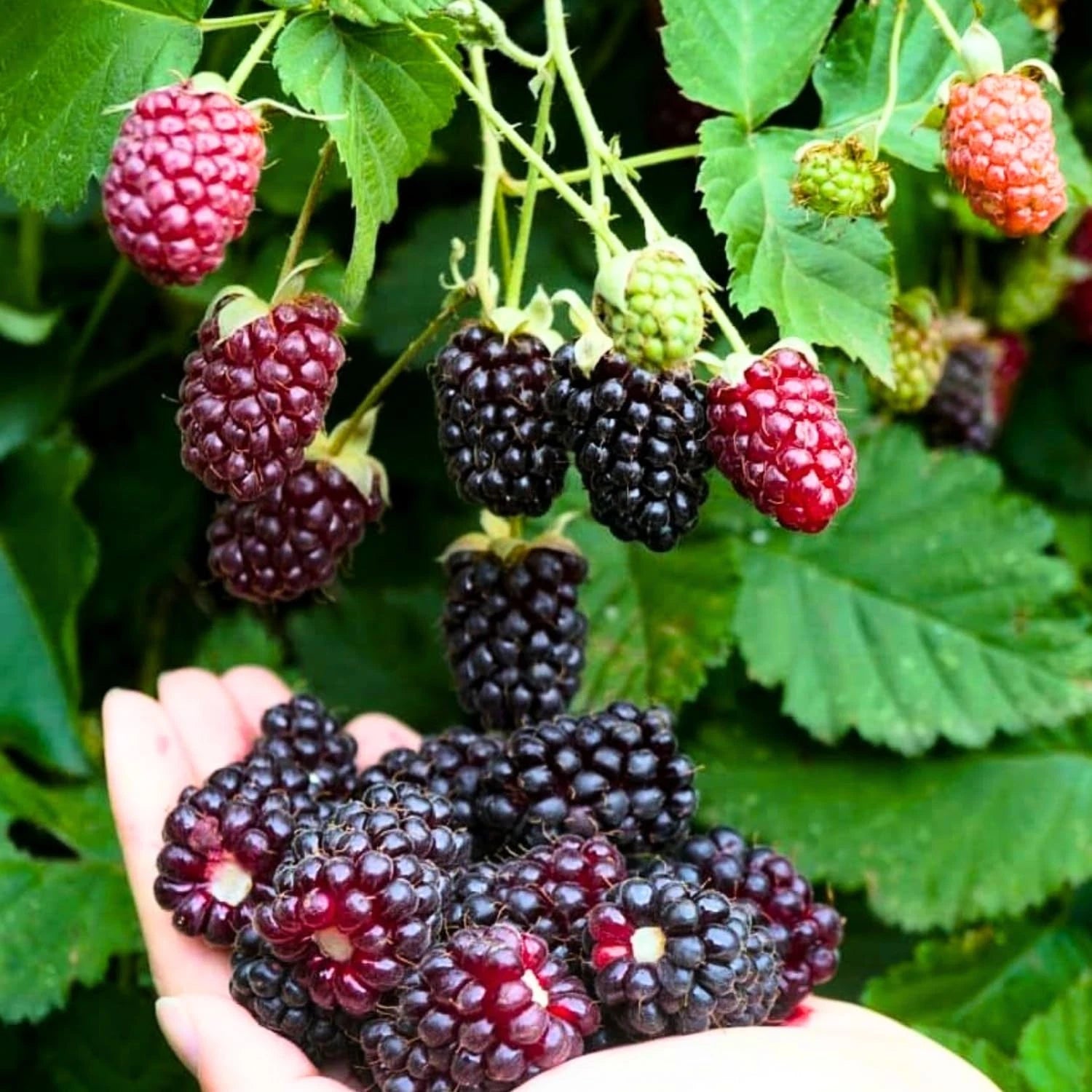 Set of 2 Sweet Boysenberry Seedlings - Live Rooted Plants - Rubus ursinus × R. idaeus