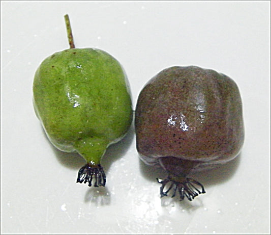 12 Organic Hardy Polar Arctic Seedless Kiwi Cuttings - Actinidia arguta - Easy to Root, Delicious Fruit