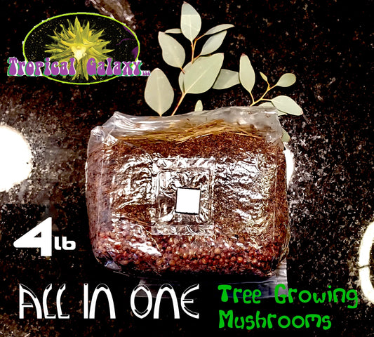 All-in-One Mushroom Cultivation Bag 4lb for Lion's Mane Mushrooms - Sterilized Grain & Wood Soy Substrate