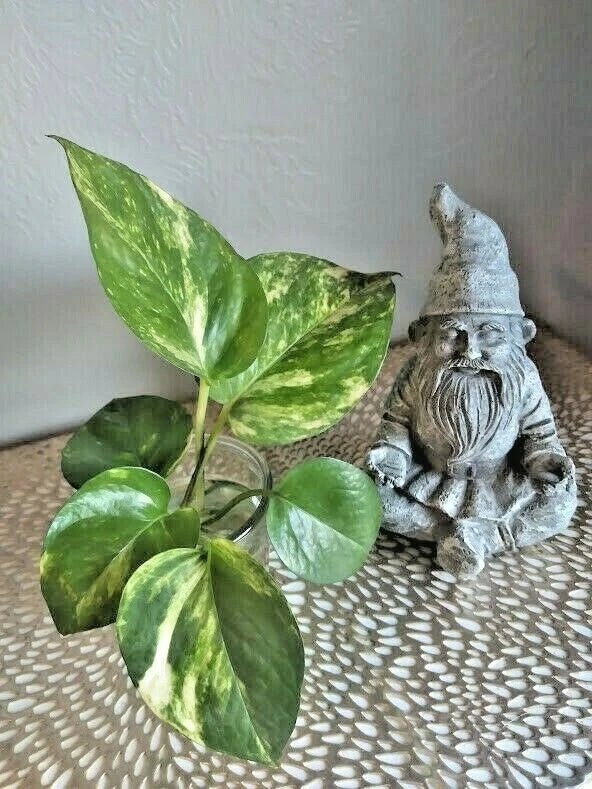 Live Rooted Pothos Cuttings (6) - Golden Variegated Epipremnum aureum - Easy Care Houseplant, Devil's Ivy, Money Plant