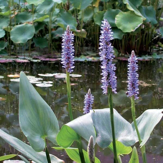 **Blue Pickerel Rush Live Plant - 2 Bare Root Divisions, Winter Hardy Perennial, Pontederia cordata for Koi Pond & Water Garden**