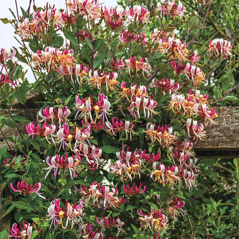 1pc Serotina Belgica Honeysuckle Vine Plant Late Dutch Lonicera