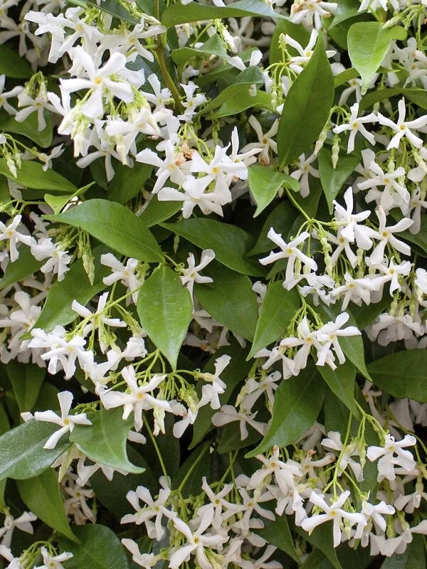 1 Trachelospermum jasminoides Madison COLD HARDY CONFEDERATE JASMINE Plant