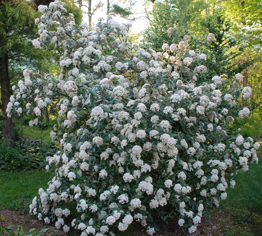 1pc Pragense Viburnum Evergreen Privacy Hedge Live Plants Shipped 1-2 Feet Tall