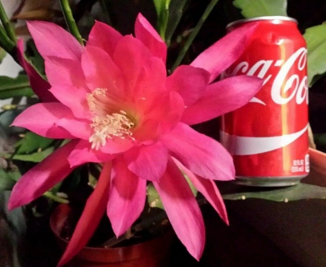 Pink Epiphyllum Orchid Cactus Starter Plant - Queen of the Night, Oxypetalum Cereus, 3-6 inches, Live Flowering Cactus