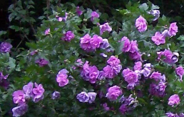 Double Purple Pink Rose of Sharon Cuttings | Unrooted Set of 10 | Hibiscus syriacus