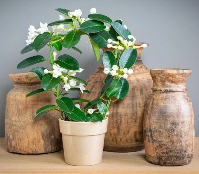 Madagascar Jasmine Starter Plant - Small Rooted Green Leaf Stephanotis - Fragrant Flowering Plant - Perfect for Home Decor