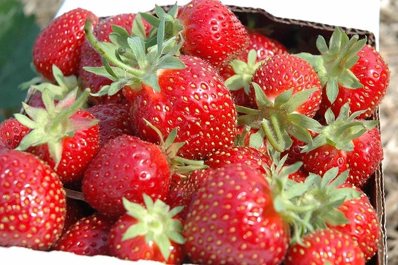 Honeoye Strawberry Plants - 5 Rooted Plants for Zones 3-8 - Large Berries - Self-Pollinating - Fragaria × ananassa