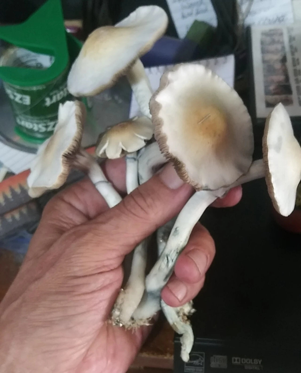 Mushroom Liquid Culture LC - p. Ingele (Harding) - Earth's Strongest, Grows in Coir & Straw/Manure Mixes, Fruiting 75°-80°