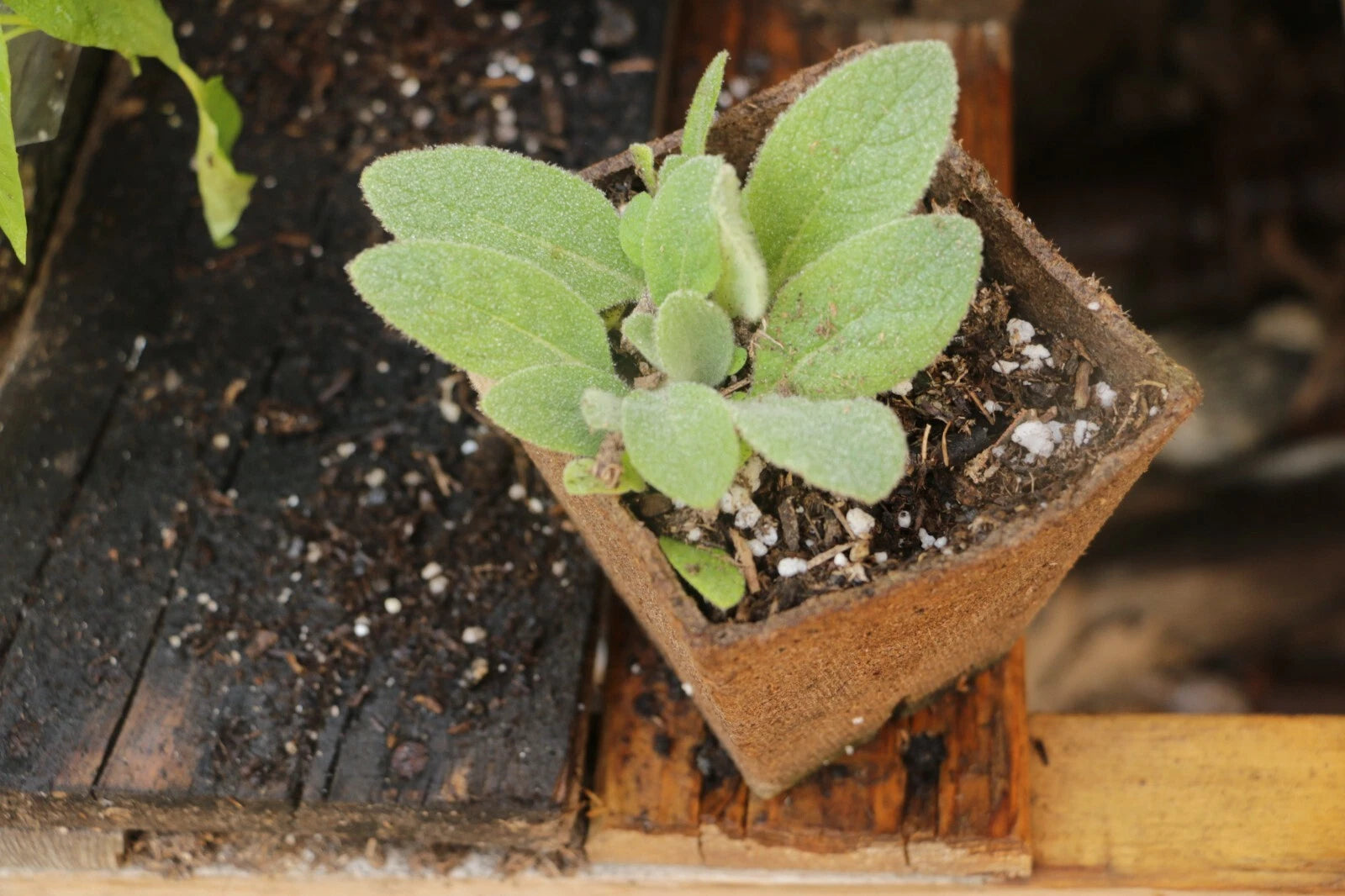 Live Mullein Plants - 4 Inch Pots - Attractive Native Flowers - Verbascum thapsus - Pollinator-Friendly Seedlings