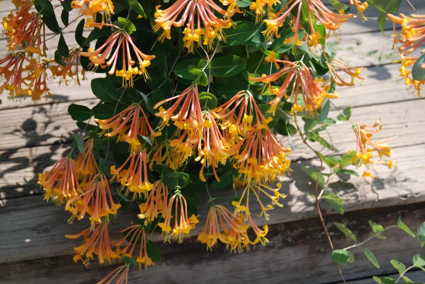 1pc Mandarin Honeysuckle Lonicera Vine Starter Plant