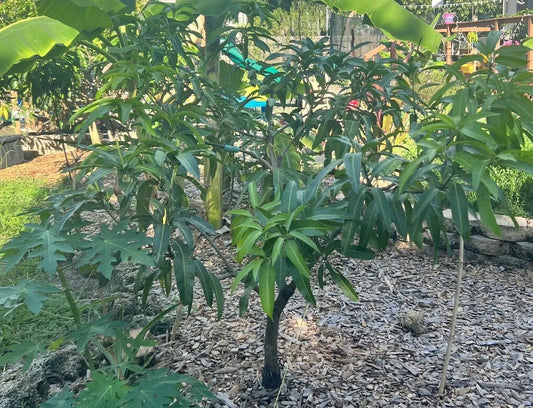 3 Mango Scion Grafting Cuttings Bud Wood For Grafting