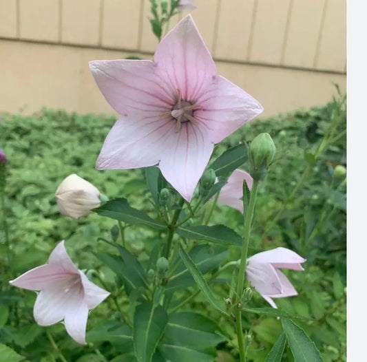 1pc Astra Pink Balloon Flower bare root