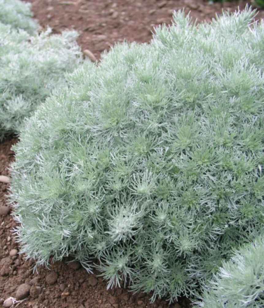 Artemisia Silver Mound Plant - Bare Root Perennial, Silver-Gray Foliage, Artemisia schmidtiana - 2 Roots