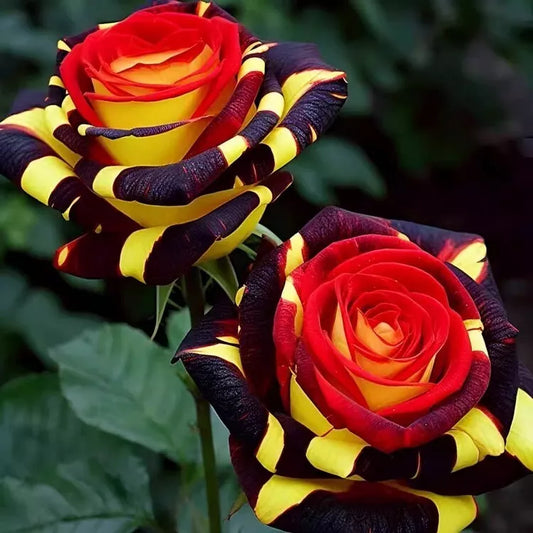 20pcs Rare Rose 'Firebird' Seeds