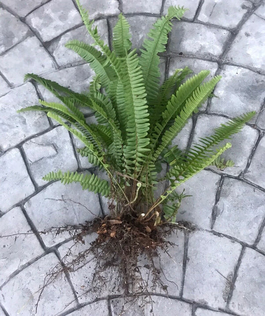 12 Boston Sword Ferns Live Plants Bare Root Bundle - Nephrolepis exaltata - Organic Air Purifier for Indoor/Outdoor Gardening