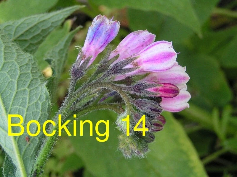 Russian Comfrey Root Cuttings (1 Cutting) - Bocking 14 Cultivar - Symphytum x uplandicum - Organic Fertilizer Plant for Gardens