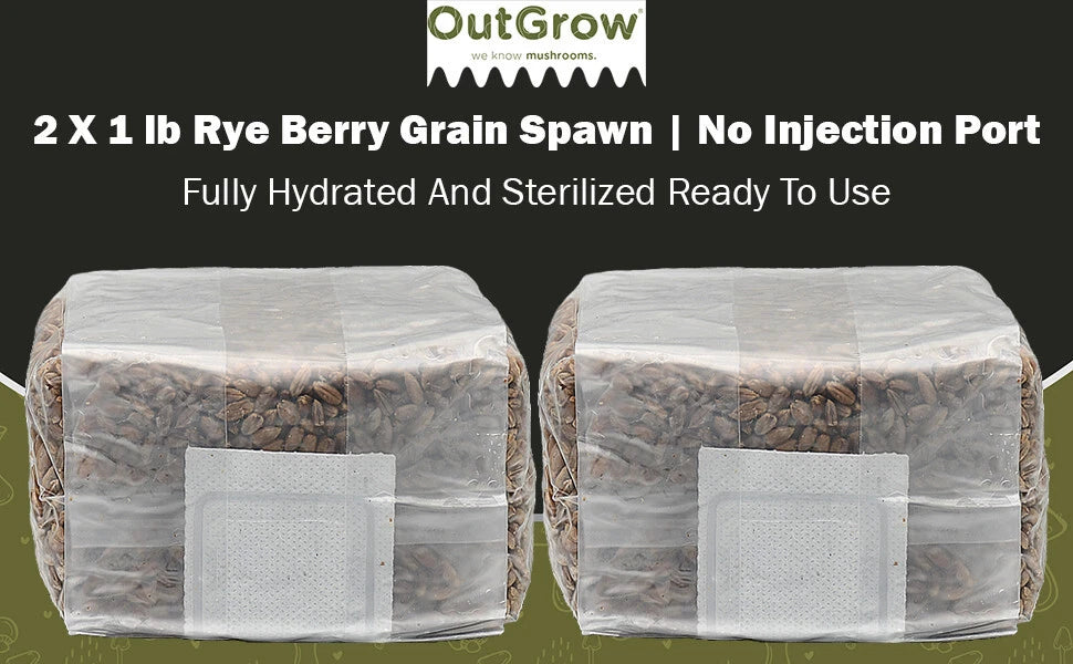 Sterilized Rye Berry Grain Spawn - 2 x 1 lb Bags, No Injection Port - Mycelium Cultivation - Out-Grow