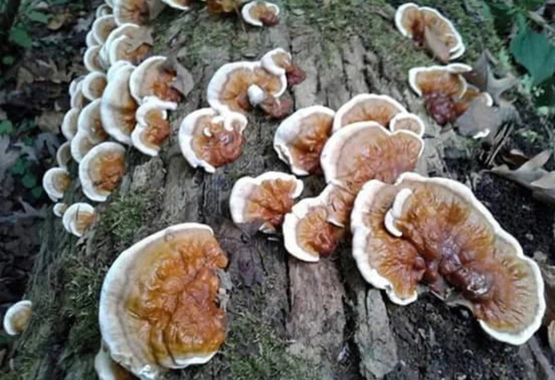 Reishi Mushroom Liquid Culture Syringe 10-12ml Ganoderma Sessile - Free Live Culture Gift Included - MycoHouseFarms