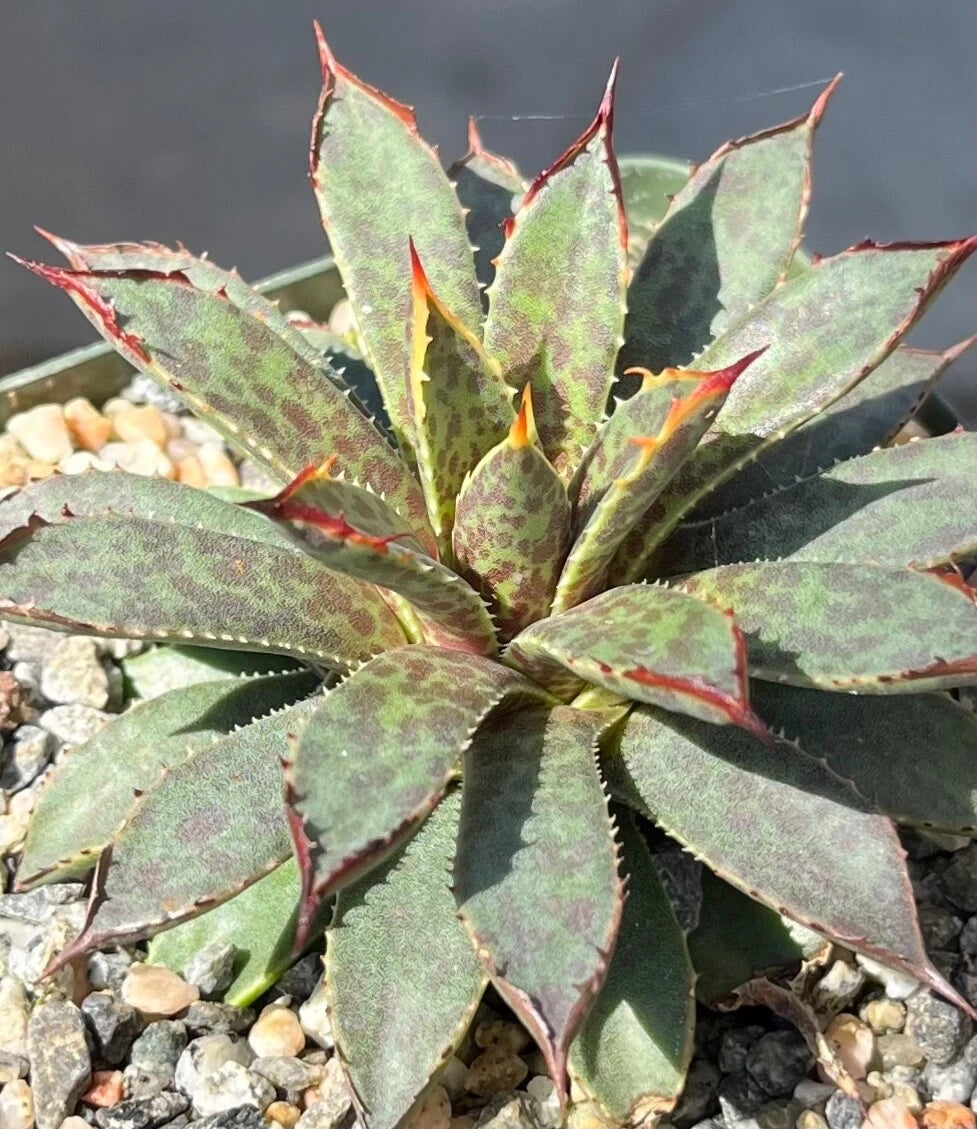 Mangave Succulent Plant - 3.5” Spotted Porcupine - Agave toumeyana bella x Bloodspot - Bare Root Cactus