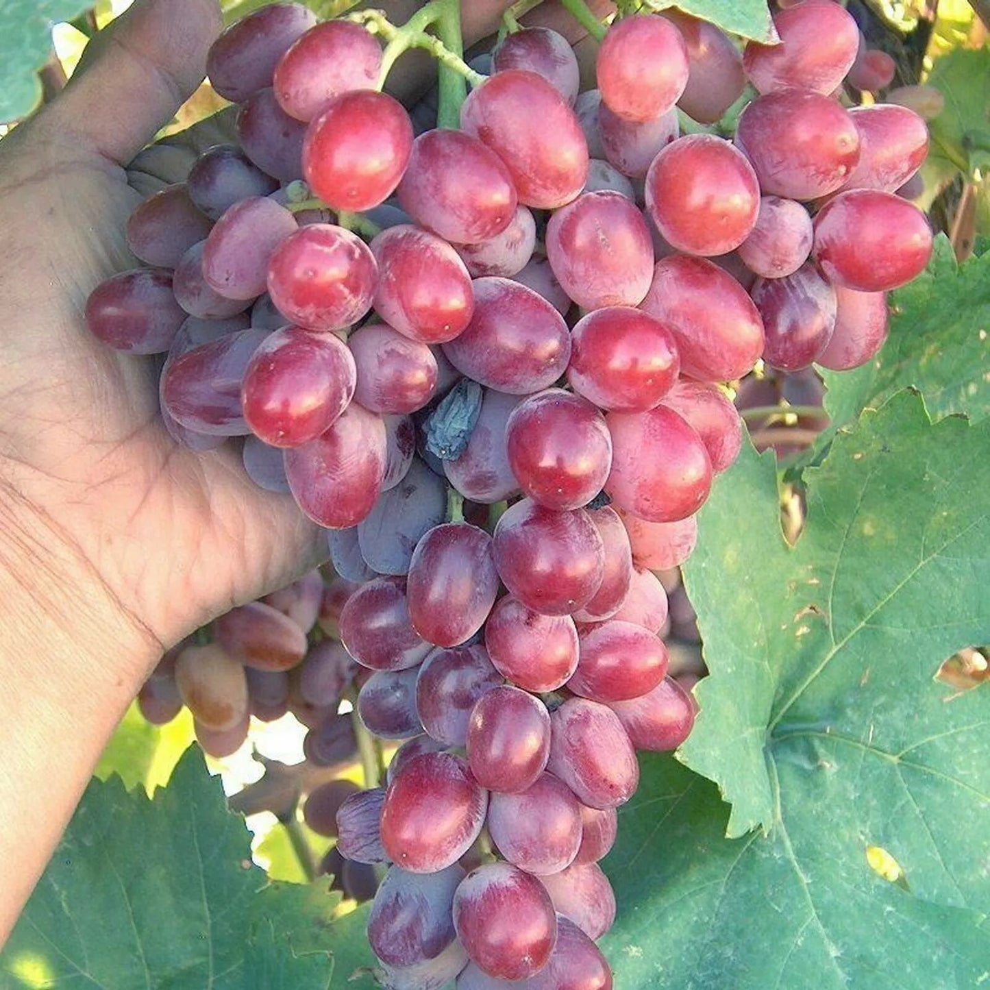 (1) Crimson Vine Bare Root Plant Large Oval Red Seedless Table Grape Raisin