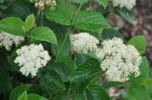 1pc Chicago Lustre viburnum shrub Live Plant