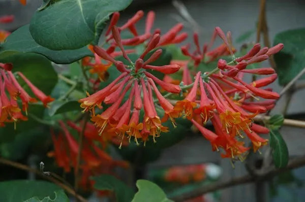 1pc Honeysuckle Dropmore Scarlet Vine Live Plant Lonicera 2.5" Pot