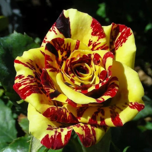 20pcs Tea Rose 'Dragon Tiger' Seeds - Fragrant