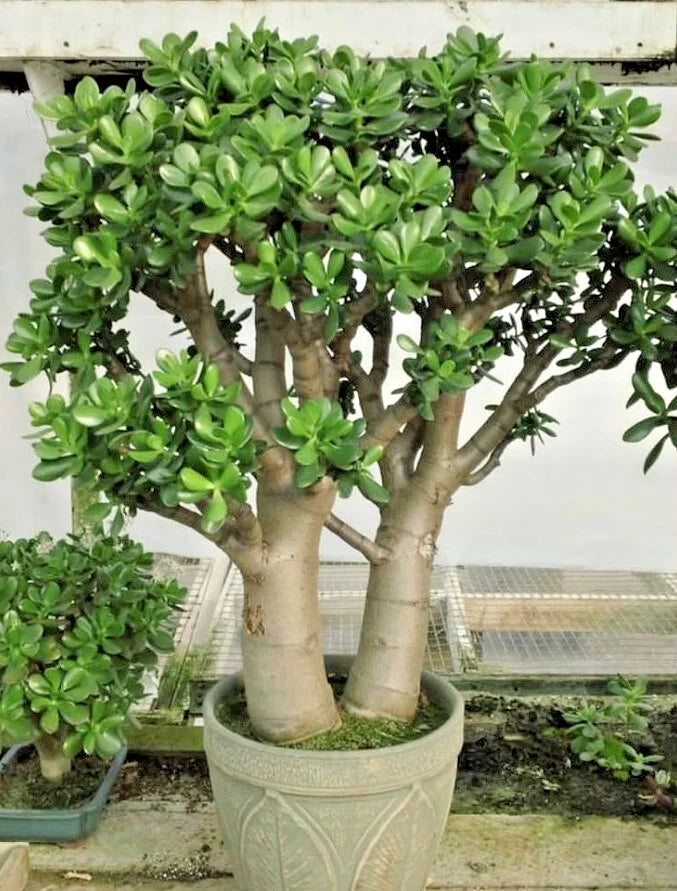 Crassula Ovata Succulent Plant - 2in Pot - Jade Plant - Low Maintenance Indoor Houseplant - Hardy Green Leaves