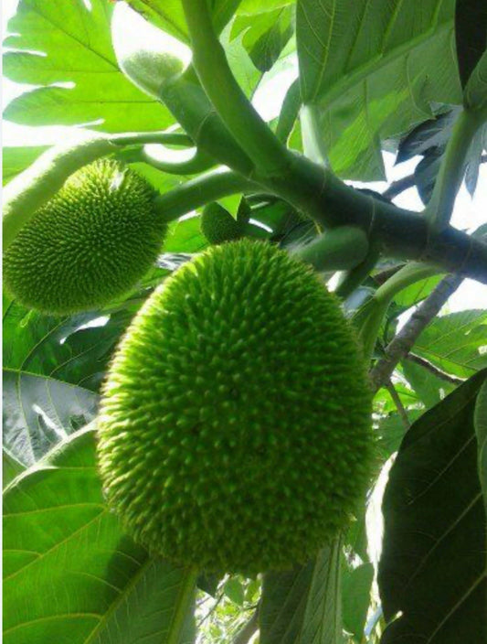 Breadfruit Tree Plant 12”+ Puerto Rican Variety Artocarpus altilis - Seed-Grown Tropical Fruit Tree for Home Gardens