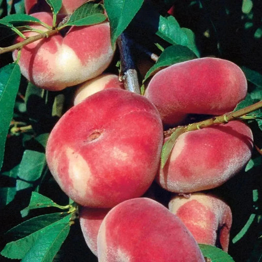 3 Rare Japanese Donut Peach Cuttings for Rooting - Prunus persica, Sweet BIG Doughnut Variety, Ideal for Grafting & Planting