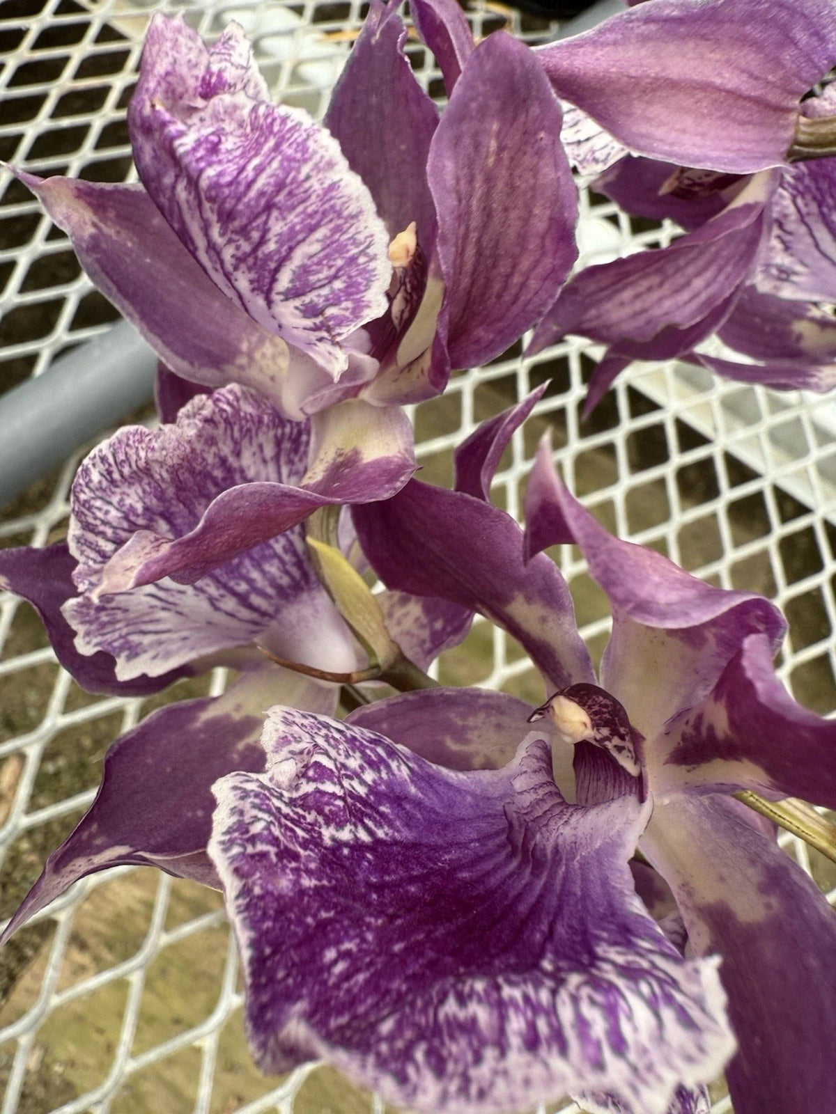 Orchid Plant Bulb Zigo Blue Bird Bare Root - Exotic Orchid Variety, Perfect for Collectors and Growers