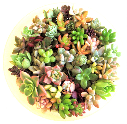 30 Succulent Cuttings - 30 Varieties 1-2" Rosettes - Freshly Harvested - Ideal for Arrangements and Gardens - Easy to Grow