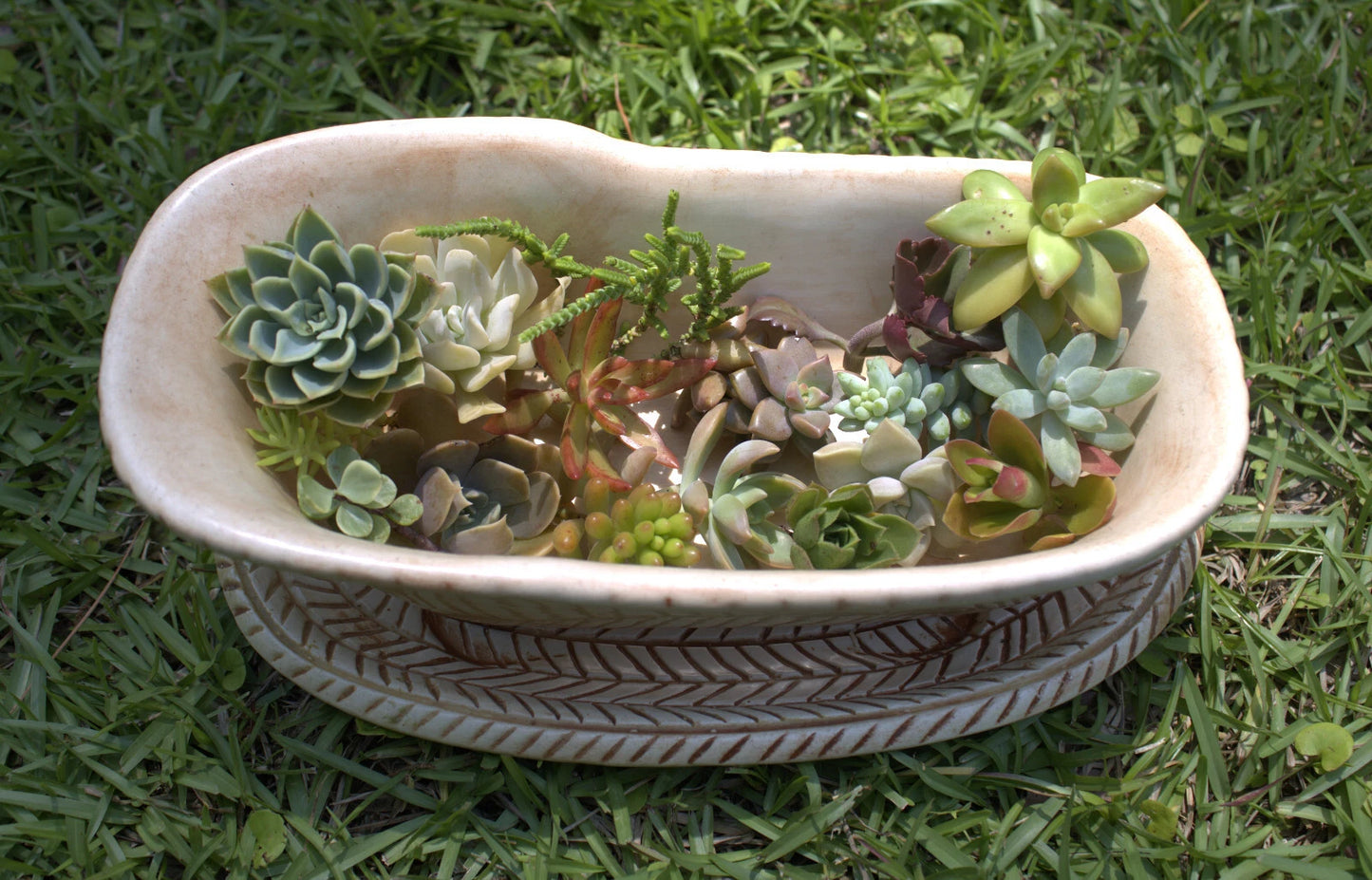 Live Succulent Cuttings Mix - Assorted Varieties, 5 Fresh Cuttings - Ideal for DIY Gardens & Arrangements - No Roots, No Soil