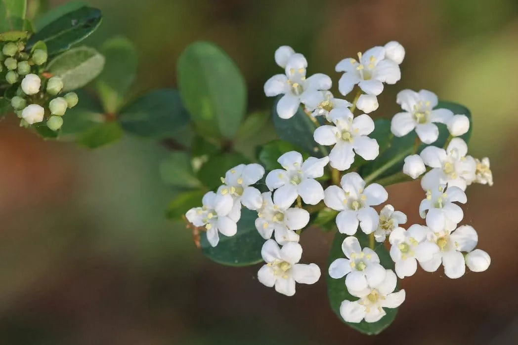 1pc Viburnum Mrs. Schiller's Delight Large Gallon Size Plants Live Plants