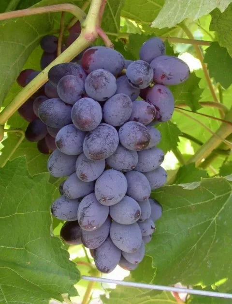 5pcs Jupiter Seedless Muscat Table grape Unrooted cuttings