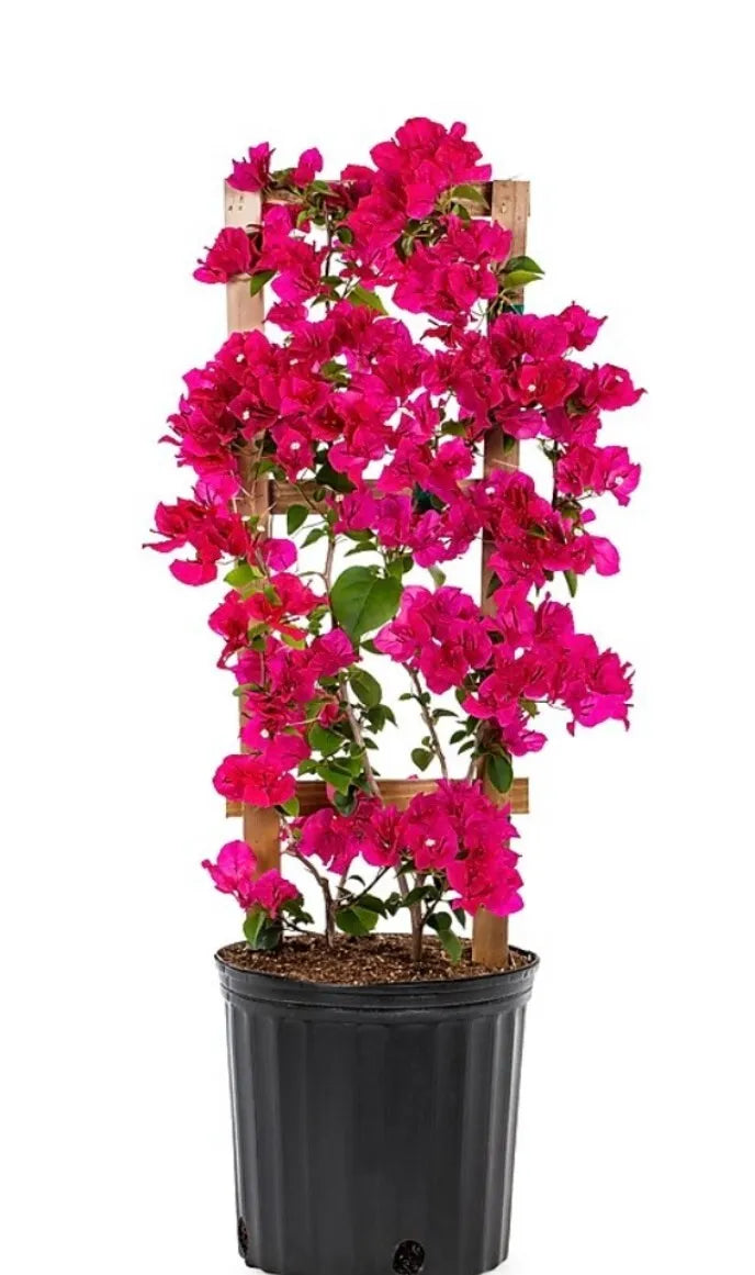 1pc Live Plant Bougainvillea Vine Assorted Colors 6" Pot Trellis