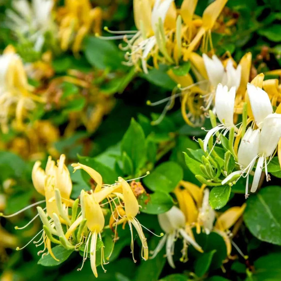 1 Stem with Roots & Soil Hall's Honeysuckle starter Live Plant 2" Pot