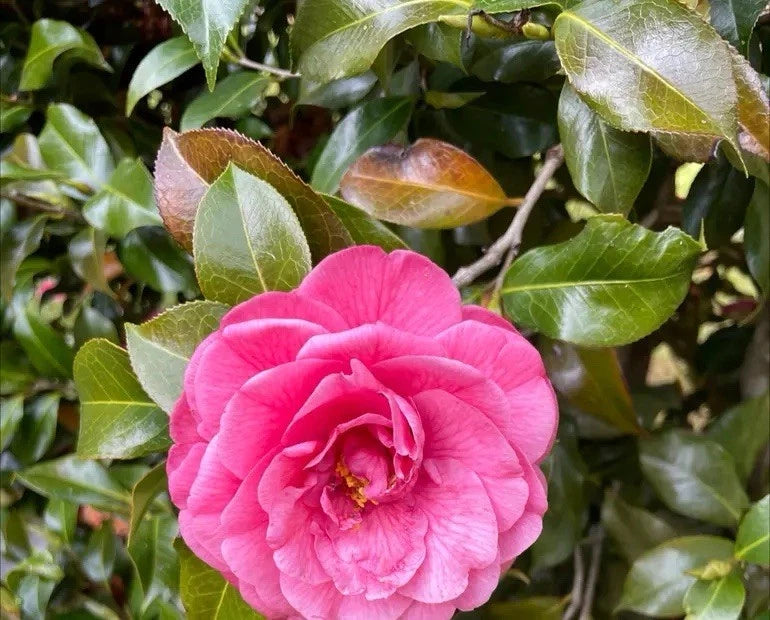 Pink Camellia Roots - 10 Pack of Outdoor Flower Roots - Camellia japonica