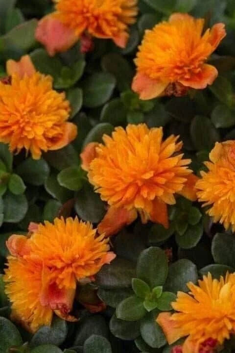 Double Orange Purslane Cuttings (5) - Portulaca Oleracea - Full Sun, US Seller