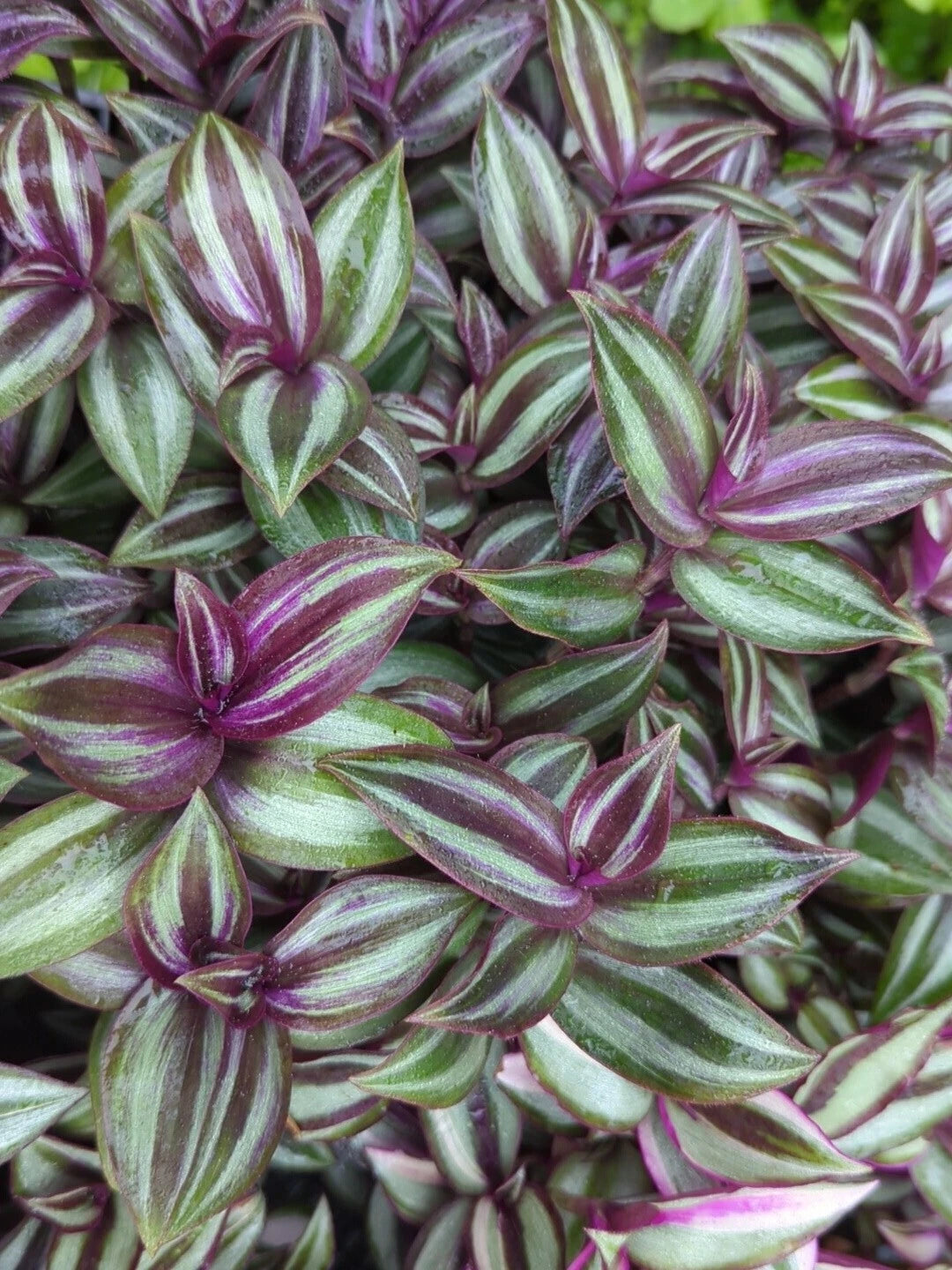 Rare Tradescantia "Evanesce" Cuttings - 8 Healthy Wandering Jew Plant Cuttings (5-7 inches) - Color-Changing Foliage