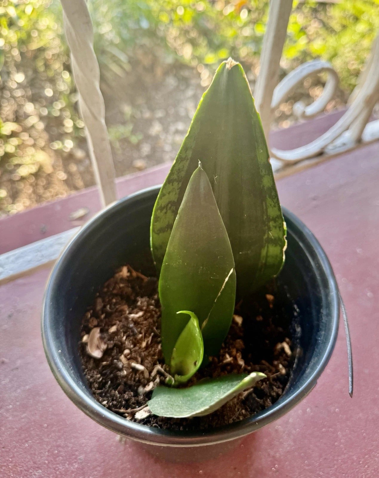Rooted Snake Plant Cuttings - Medium Sansevieria masoniana (Whale Fin) - Easy Care Indoor Plant for Home or Office