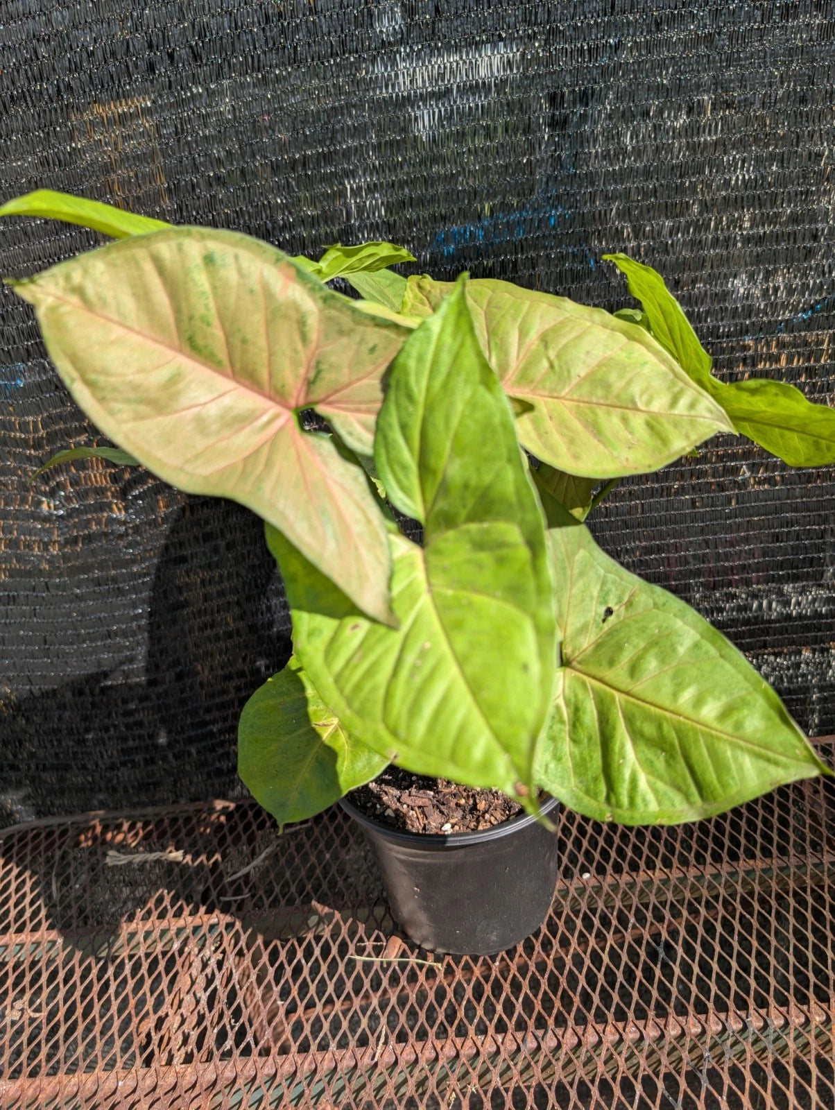 Large Syngonium Pink Neon Robusta Plant in 6" Pot - Well-Rooted Live Houseplant, Tropical Indoor Decor