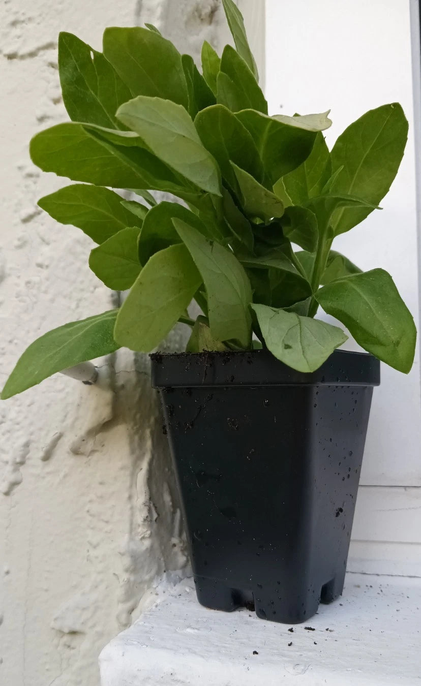 Rooted Longevity Spinach Plant - Gynura Procumbens - Edible Superfood - Easy Care Ground Cover Plant