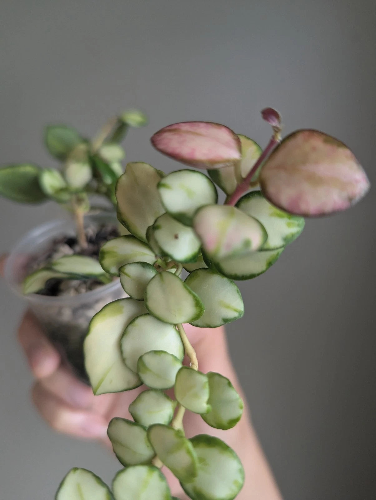 Hoya Heuschkeliana Variegated Plant - Well-Rooted Live Houseplant for Home Decor - Beautiful Variegation