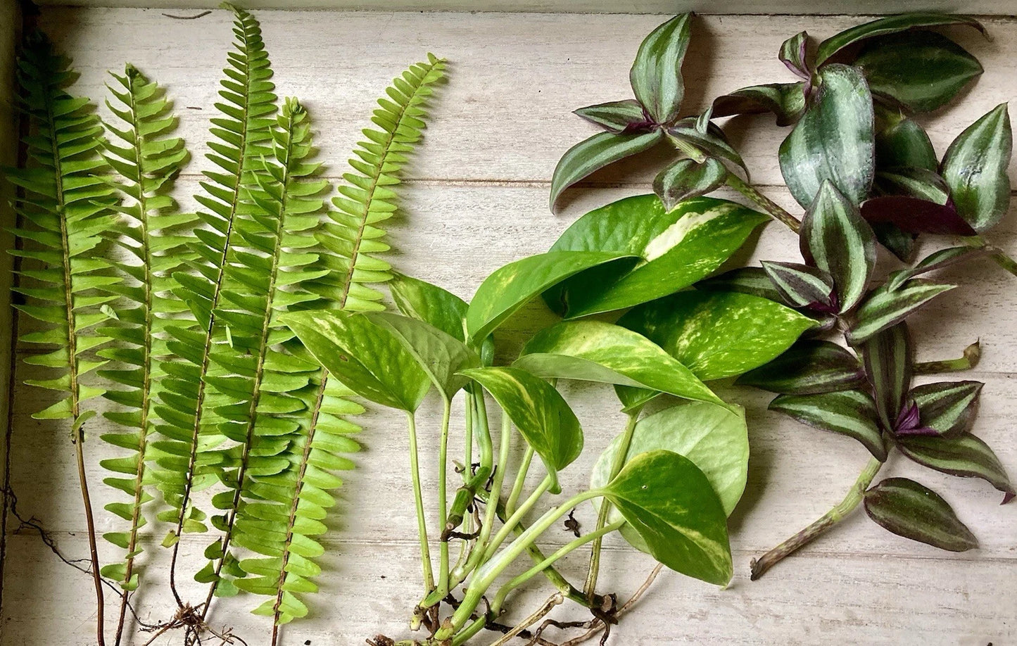 Rooted Plant Cuttings Set - 15 Healthy Pothos, Wandering Jew, Ferns - Perfect for Plant Lovers and Home Decor