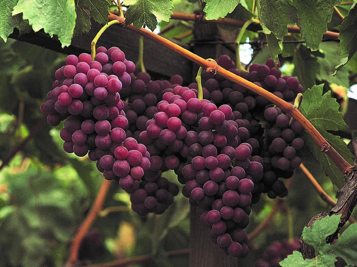 Red Flame Seedless Grape Vine Plant - Rooted 12" Tall - Vitis vinifera - Ideal for Gardens and Trellises