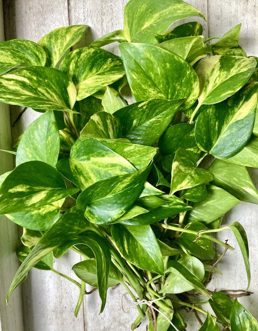 10 Rooted Pothos Cuttings - Healthy Green Varieties - Epipremnum aureum